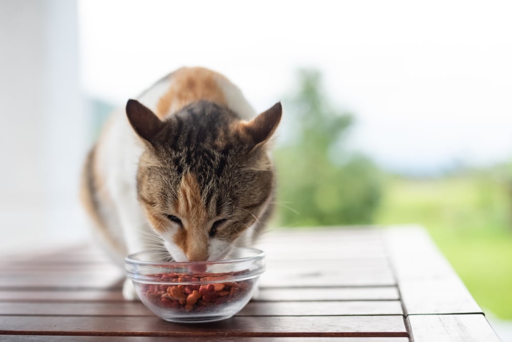 Cat Eat Pet Food