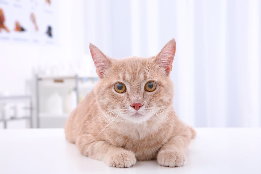 Cat on the Table in a Vet Clinic