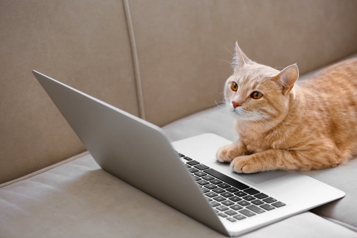 Cat with Laptop on Couch