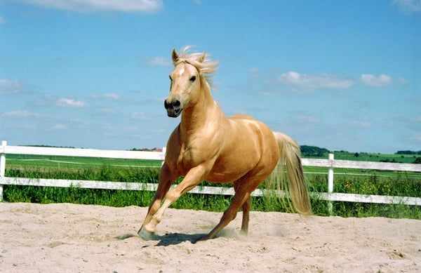 galloping Quarter Horse