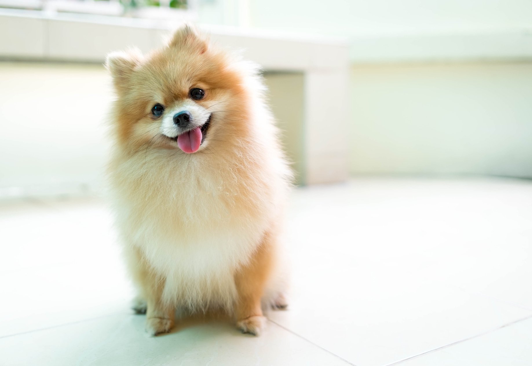 Orange pomeranian dog sleeping smile