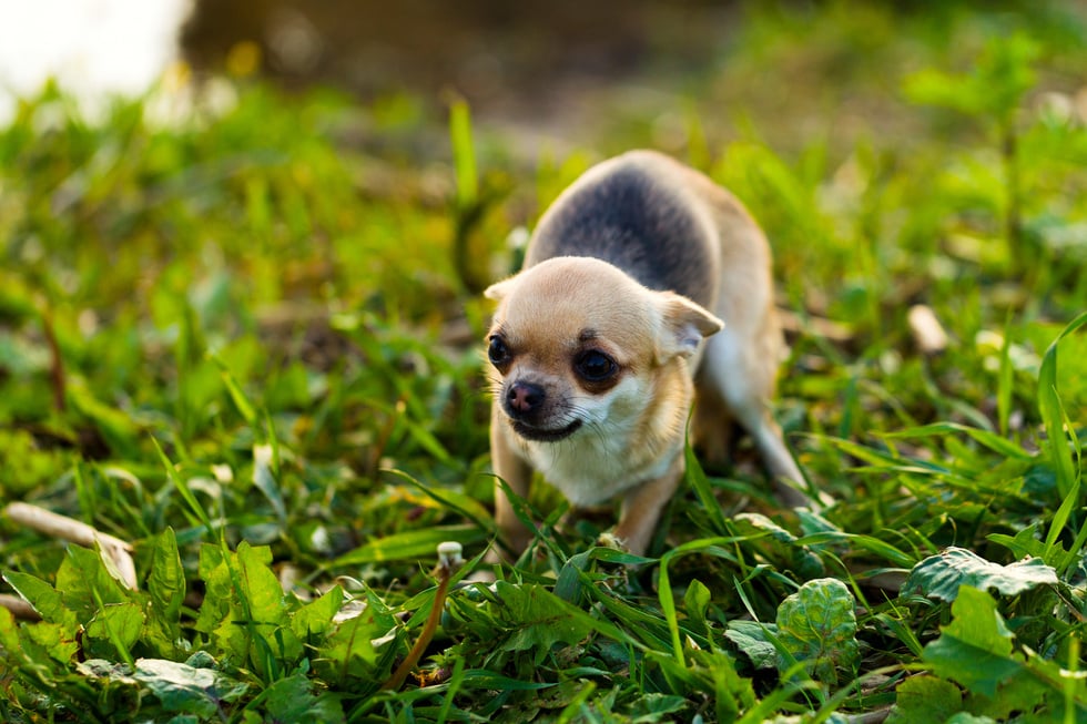 Little scared chihuahua dog